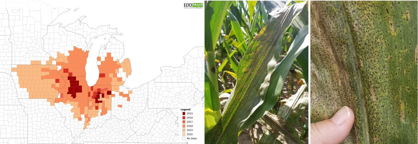 Tar spot map and symptoms